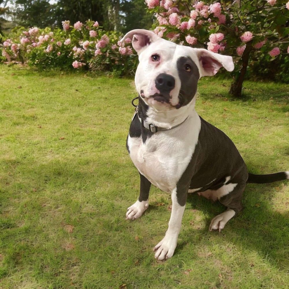 Nova is a Adult Pit Bull Terrier mix described as: Affectionate, Friendly, Funny, Playful, Loves and Smart
