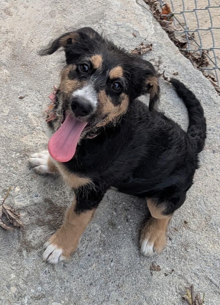 Aspen is a Baby Mixed Breed 
