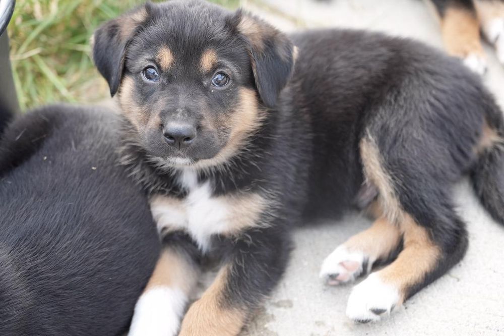 Oregano is a Baby Shepherd mix described as: Affectionate, Friendly, Funny and Playful
