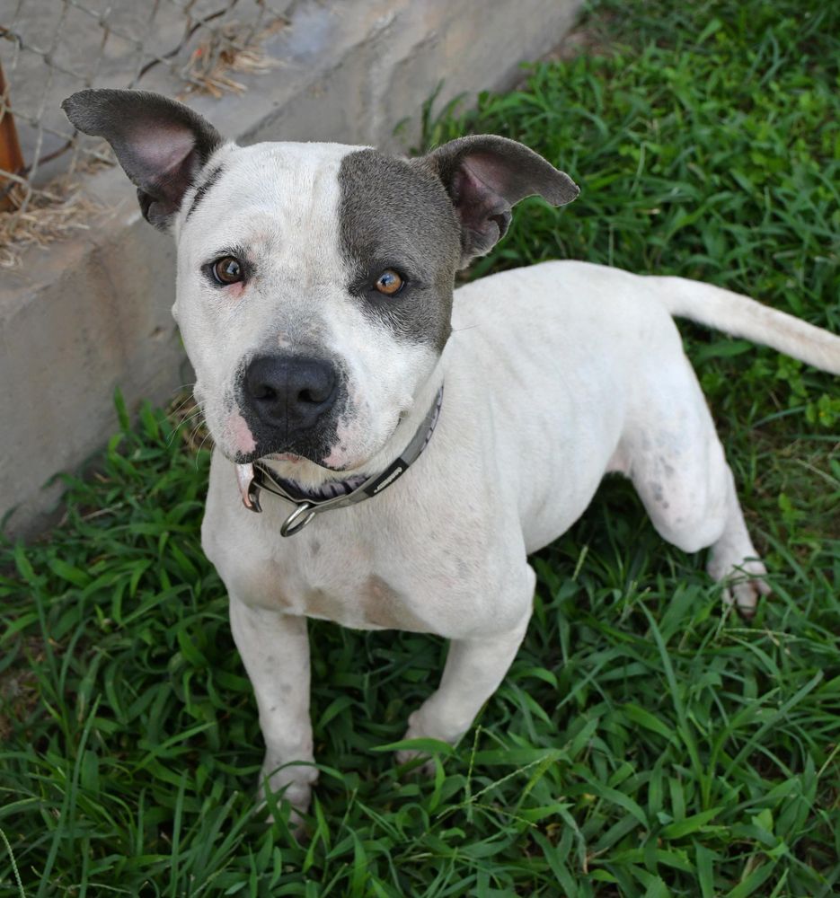 Chowder is a Adult Pit Bull Terrier mix