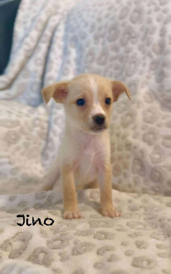Jino - Alice is a Baby Hound mix