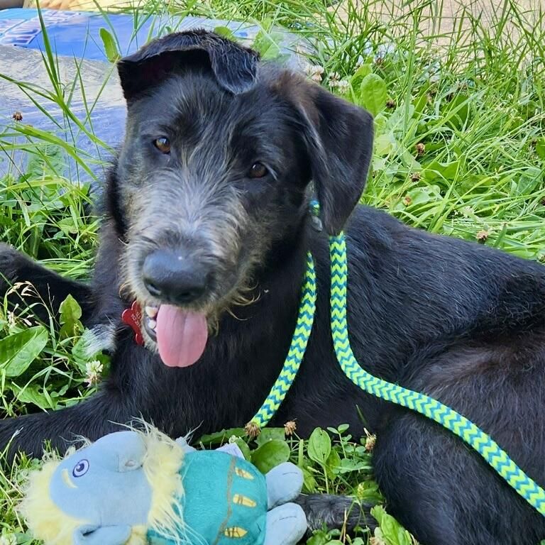 Marshall is a Young Giant Schnauzer mix described as: Affectionate, Athletic, Curious, Friendly, Funny, Gentle, Loves, Playful and Smart