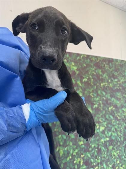 Mabel is a Young Shepherd mix
