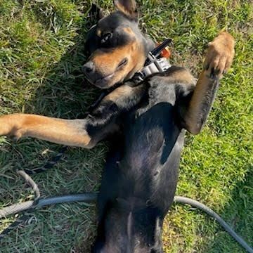 Kila is a Young Rottweiler  described as: Affectionate, Athletic and Brave