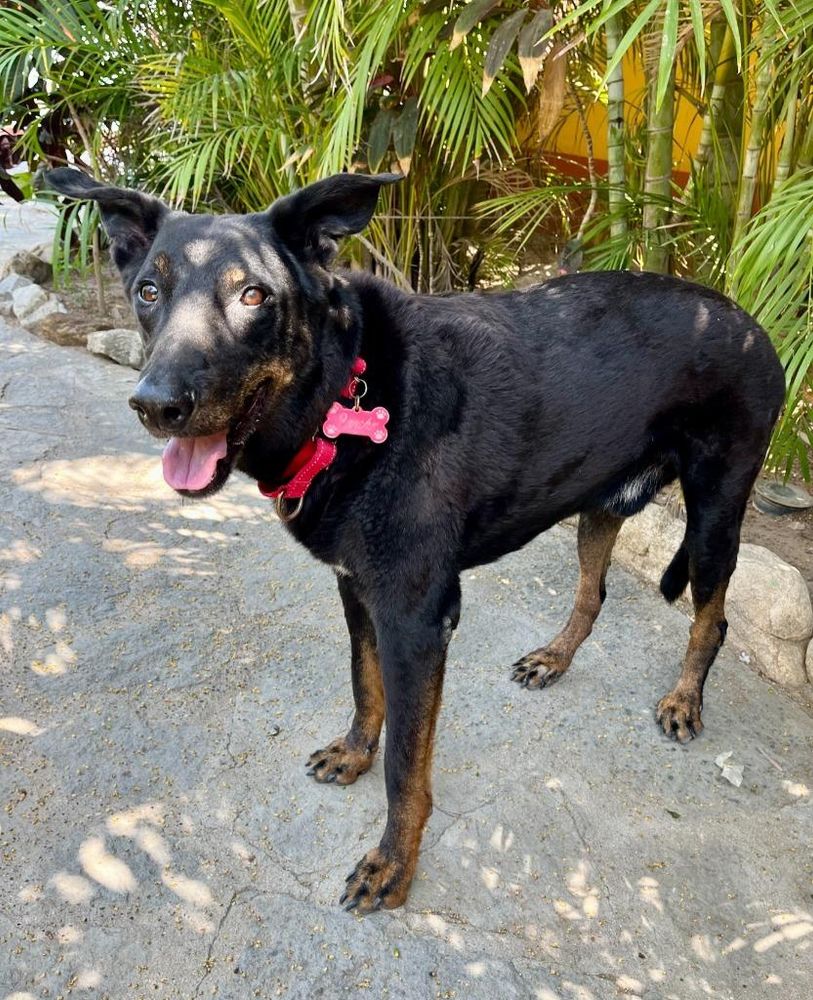 Pancho is a Senior Shepherd mix