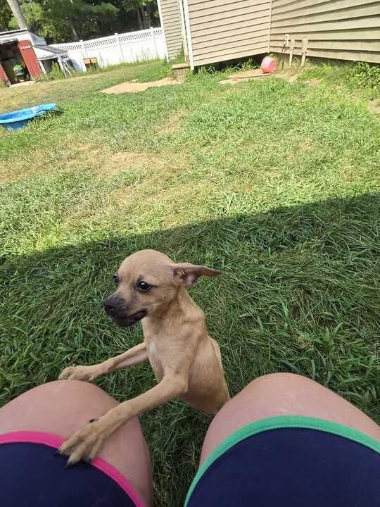Rue is a Baby Chihuahua 