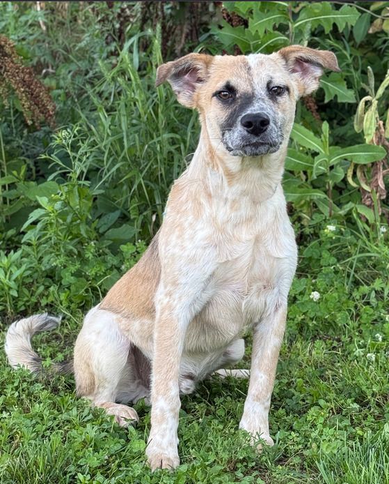 Dodd is a Young Australian Shepherd mix