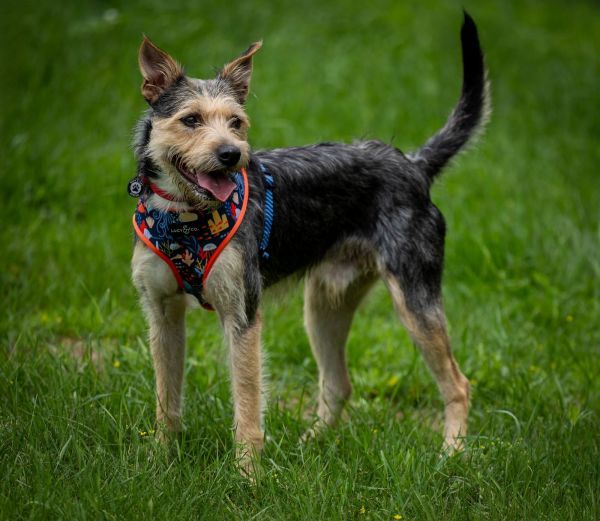 Wallie is a Adult Terrier mix