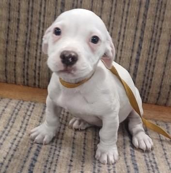 Ace is a Baby Pit Bull Terrier mix
