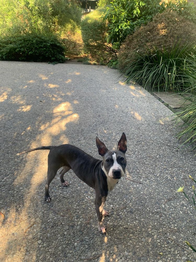 Minnie is a Young Boston Terrier mix described as: Affectionate, Brave, Friendly, Quiet, Loves, Gentle and Couch