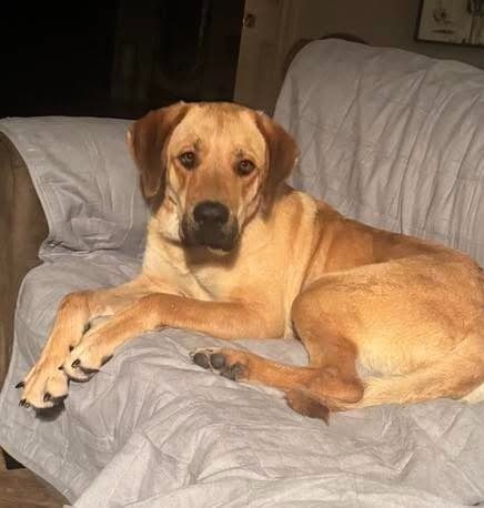 Wrigley is a Young Hound mix