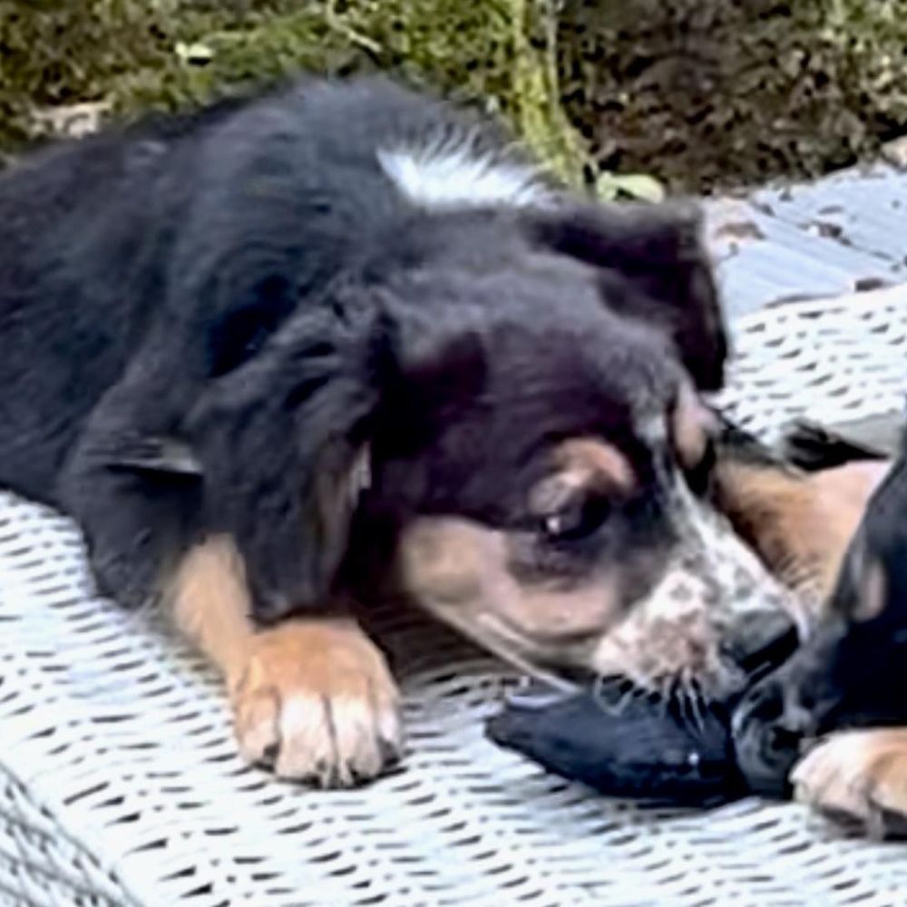 Freckles is a Young Australian Shepherd mix described as: Affectionate, Gentle, Playful and Friendly