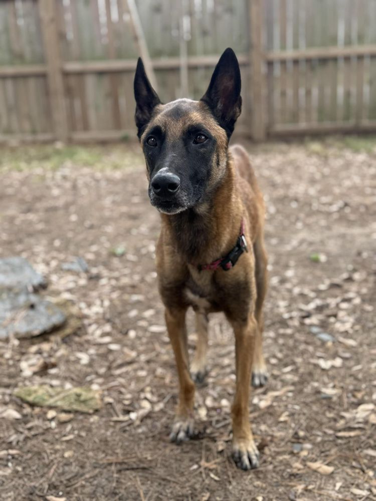 Panda is a Adult Belgian Shepherd / Malinois  described as: Friendly, Gentle, Loyal, Playful, Smart, Couch, Loves, Independent and Quiet