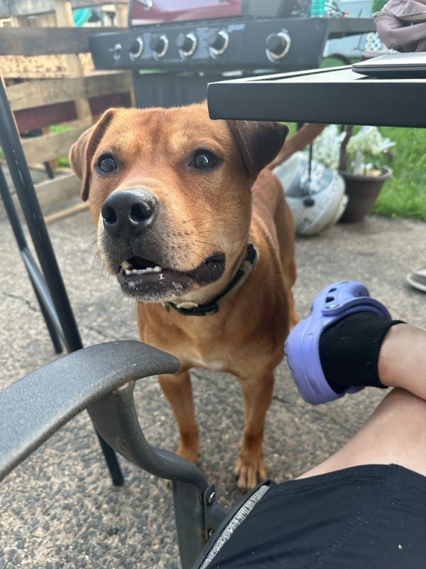 Rocky is a Adult Pit Bull Terrier mix