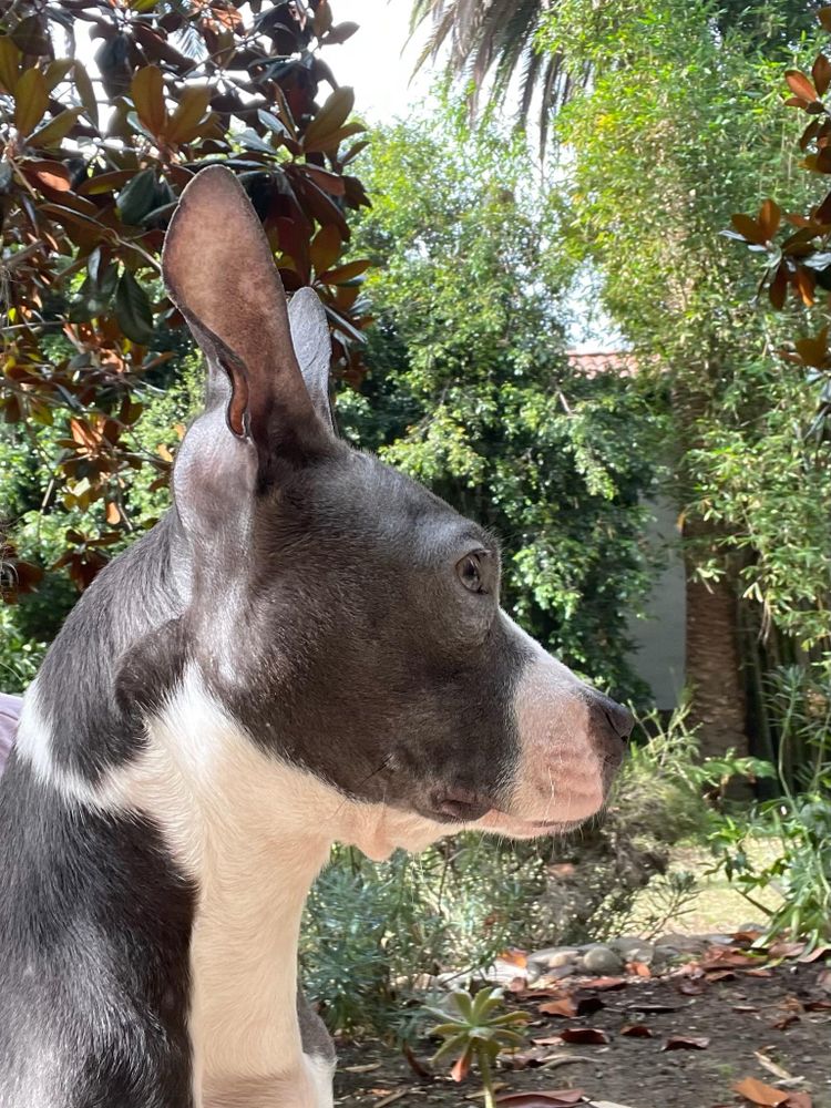Minnie is a Young Boston Terrier mix described as: Affectionate, Brave, Friendly, Quiet, Loves, Gentle and Couch