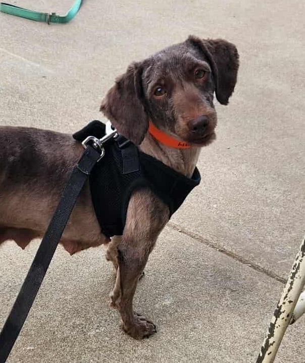 Hanna is a Adult Havanese mix