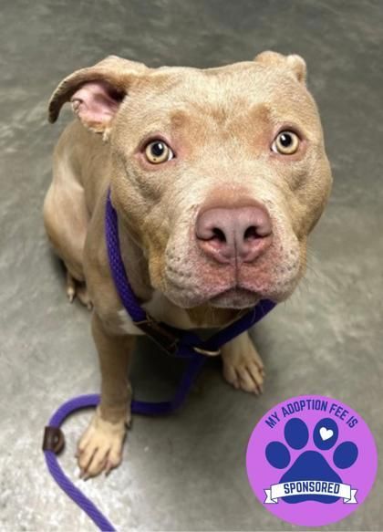 Smalls is a Adult Mixed Breed 
