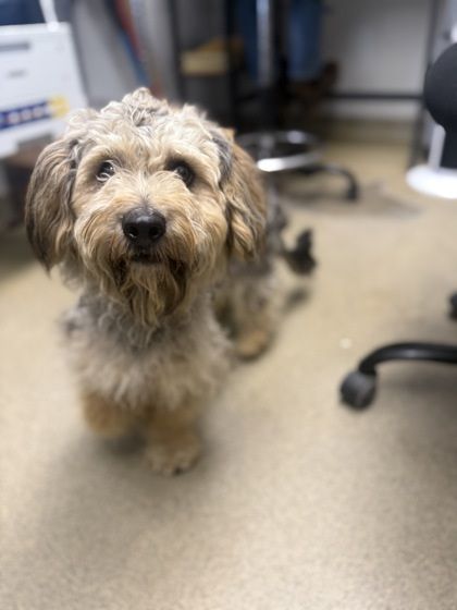 Wilbur is a Adult Mixed Breed 