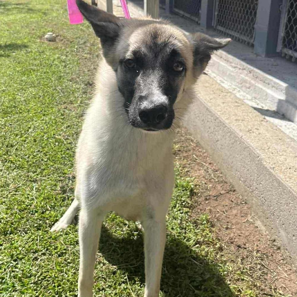 Wanda is a Young German Shepherd Dog described as: Playful, Loves, Friendly, Loyal and Smart