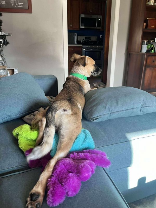 Dodd is a Young Australian Shepherd mix