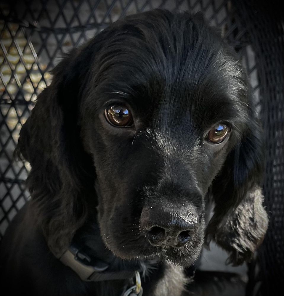 Gumdrop is a Young Cocker Spaniel 