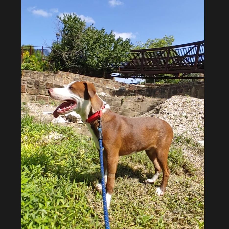 Blink is a Young Terrier mix described as: Affectionate, Loyal, Friendly, Smart and Funny