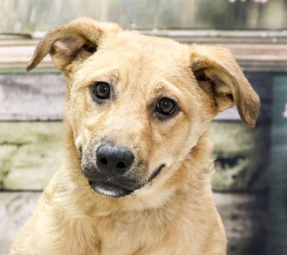 Dazzler is a Baby Yellow Labrador Retriever mix described as: Affectionate, Athletic, Friendly, Playful and Loves Tummy Rubs