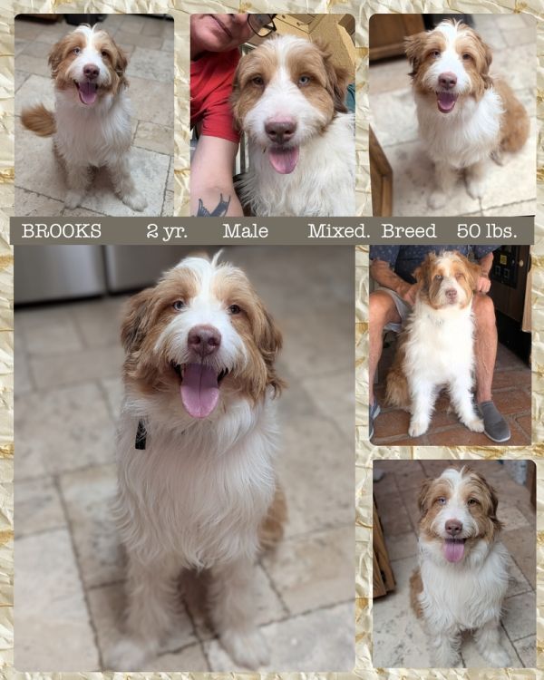 Brooks is a Adult Border Collie mix