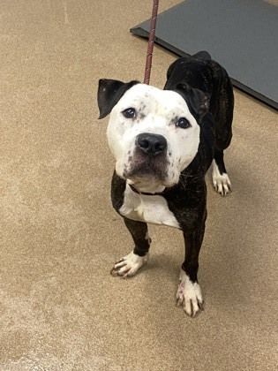Zeppo is a Adult Mixed Breed 