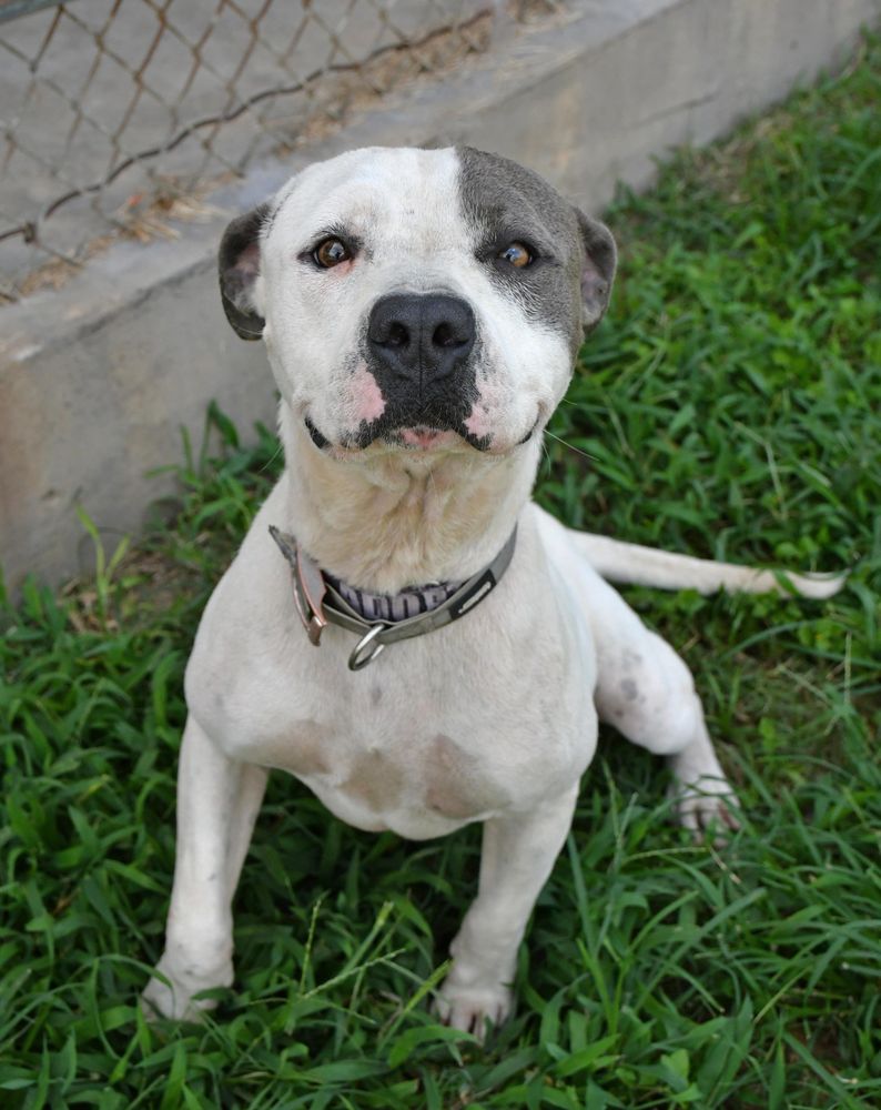 Chowder is a Adult Pit Bull Terrier mix