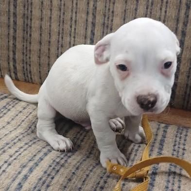 Ace is a Baby Pit Bull Terrier mix