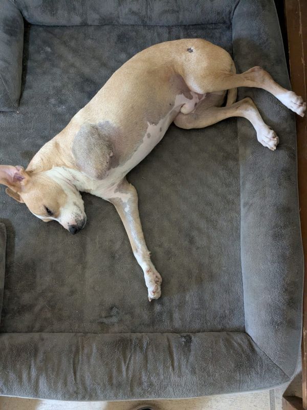 Cisco is a Adult Pit Bull Terrier mix