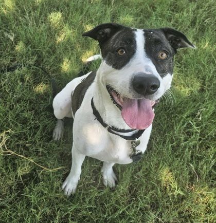 Moo Moo is a Adult Mixed Breed 