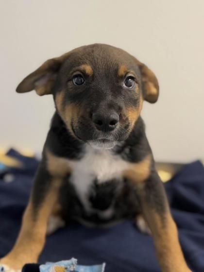 Kauri is a Baby Fox Terrier mix