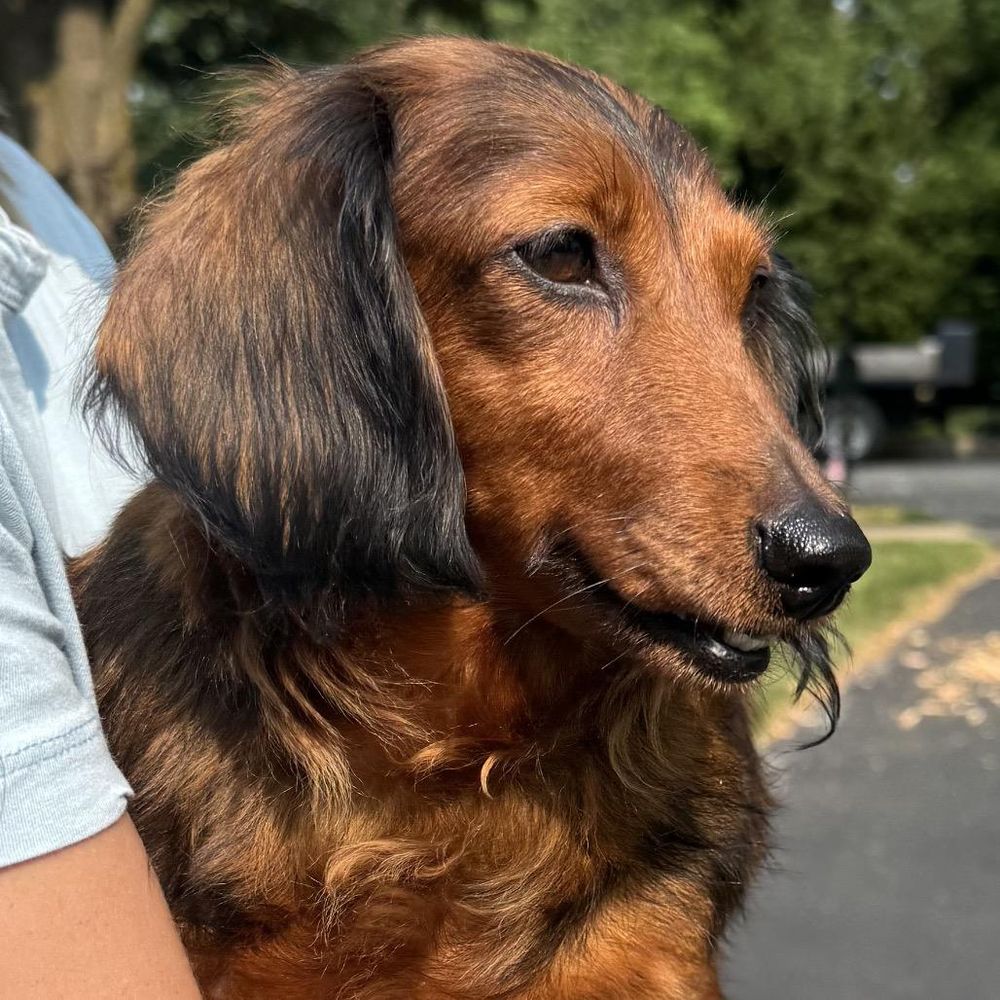 Sunshine is a Adult Dachshund (Long Haired) 