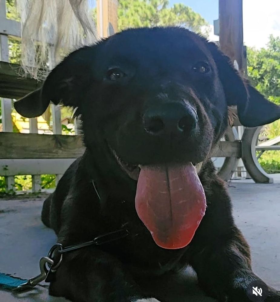 Fred is a Adult Basset Hound mix described as: Affectionate, Curious, Funny, Playful and Smart