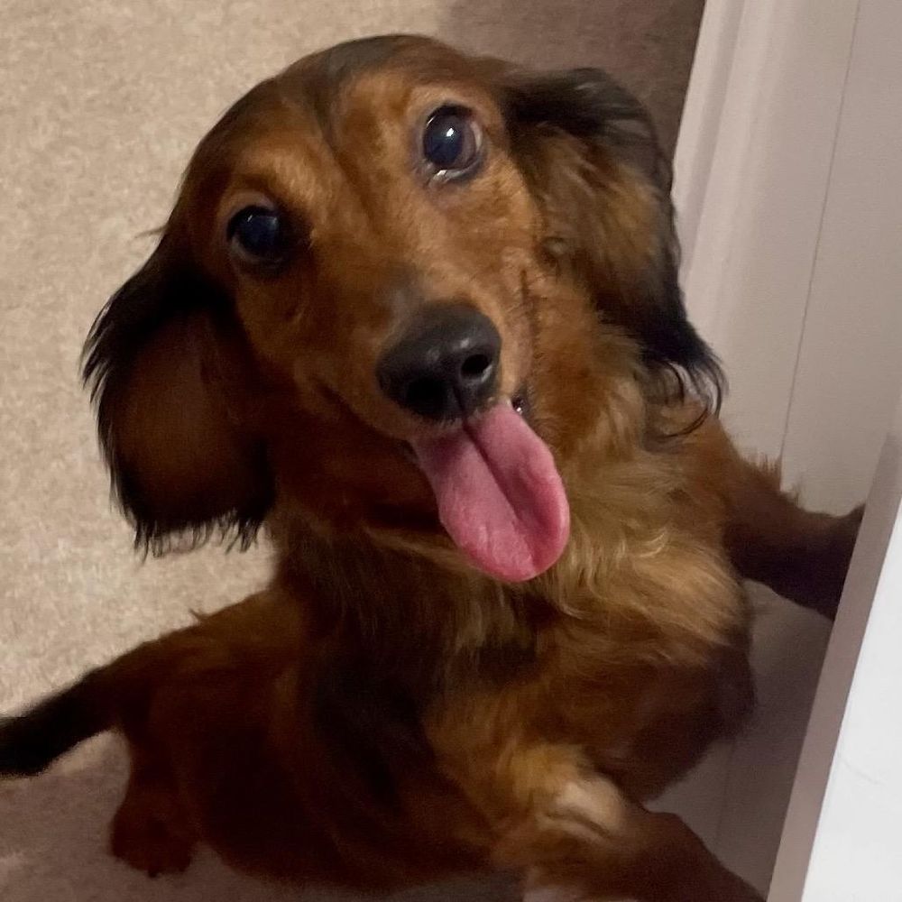 Sunshine is a Adult Dachshund (Long Haired) 