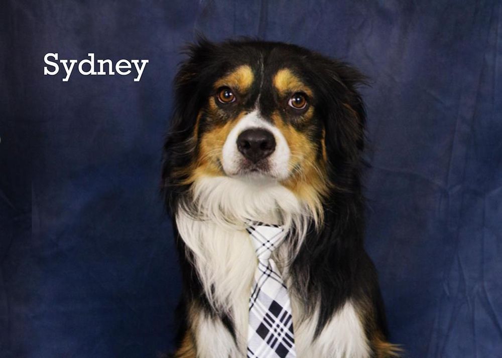 Sydney is a Young Australian Shepherd 