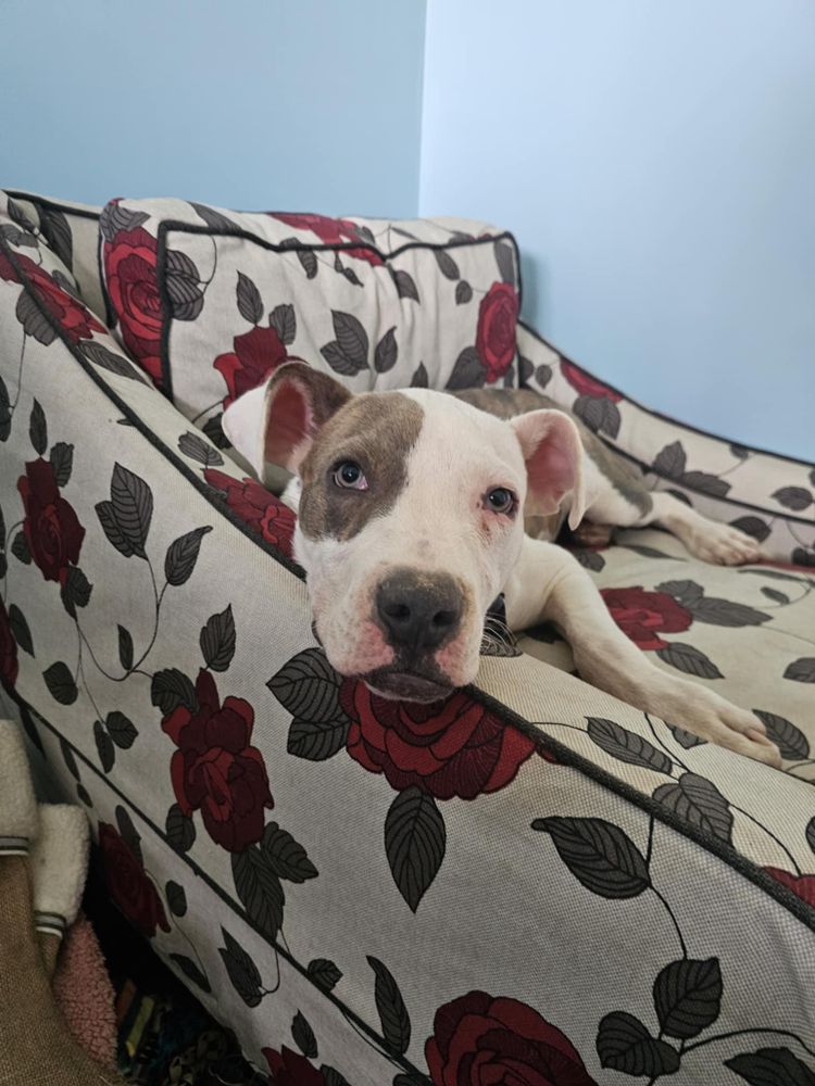 Bear is a Baby Terrier 