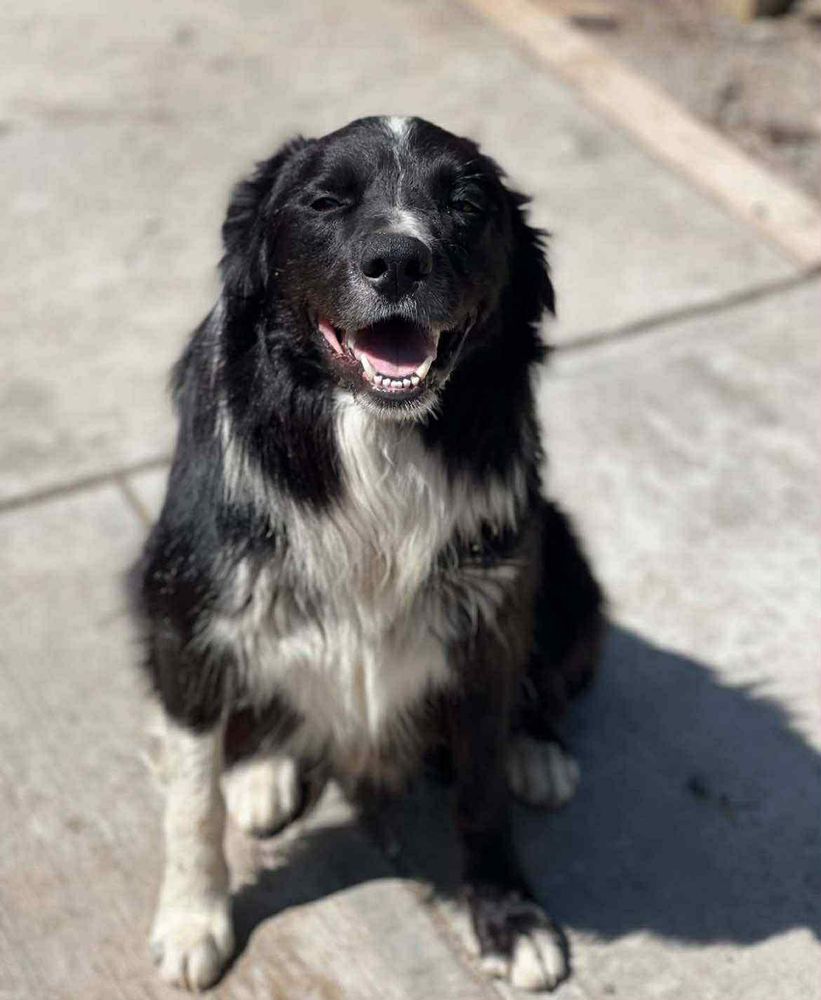 Ozzy is a Adult Border Collie 