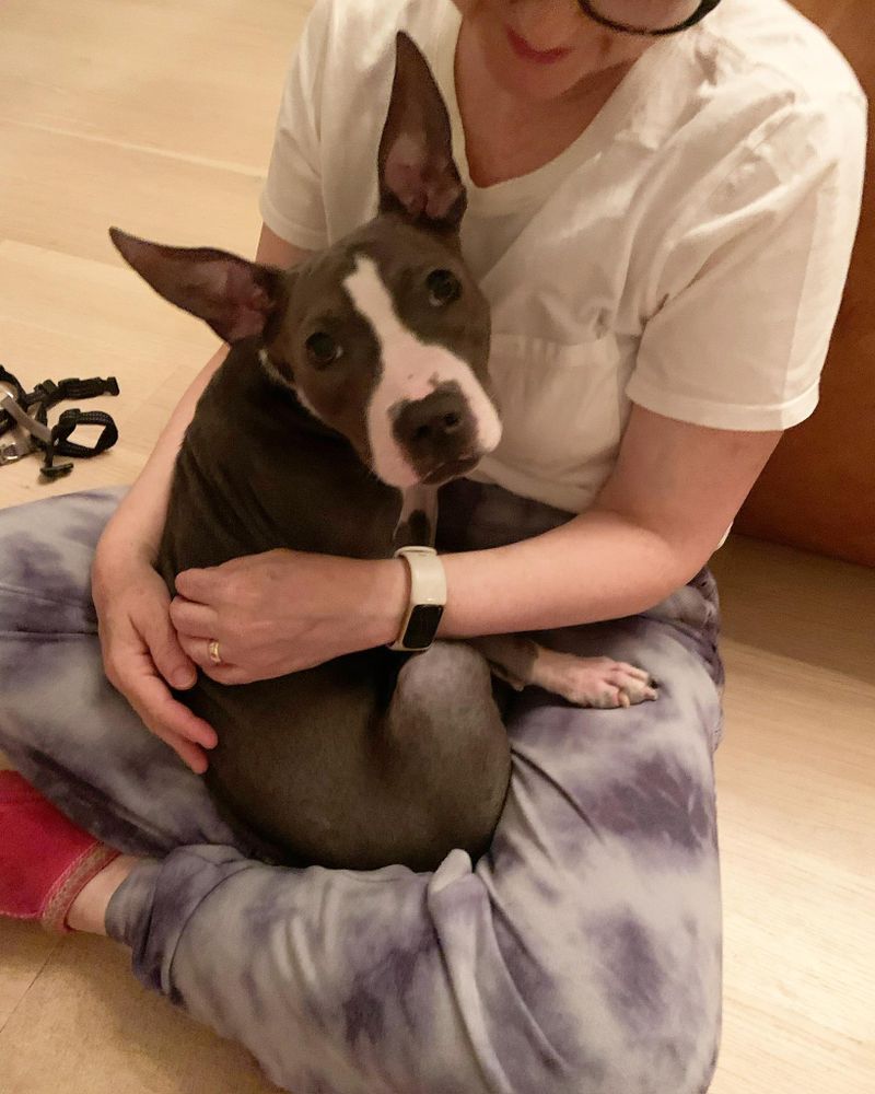 Minnie is a Young Boston Terrier mix described as: Affectionate, Brave, Friendly, Quiet, Loves, Gentle and Couch