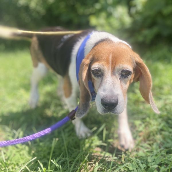 Bug is a Senior Beagle  described as: Good with Dogs and BEH May do well with cats