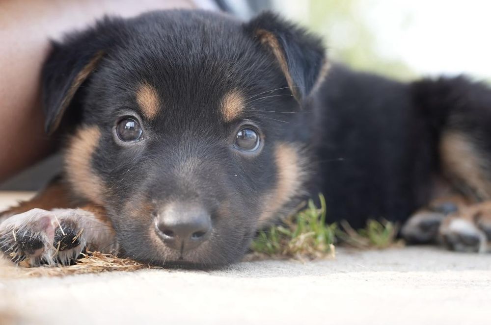 Oregano is a Baby Shepherd mix described as: Affectionate, Friendly, Funny and Playful