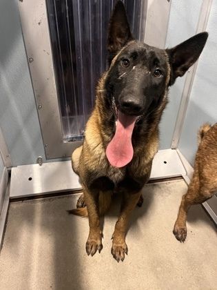 Eclipse is a Adult Belgian Shepherd / Malinois mix