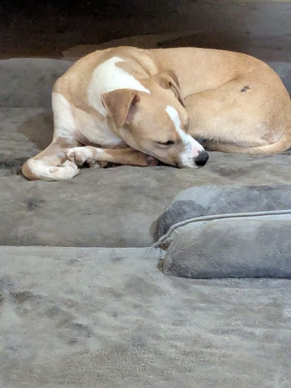 Cisco is a Adult Pit Bull Terrier mix