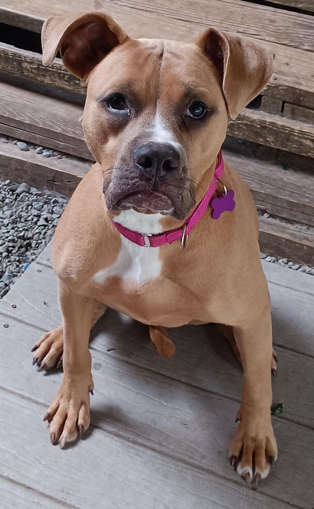 Maple is a Young Pit Bull Terrier mix described as: Affectionate, Athletic, Curious, Playful, Loyal, Loves, Gentle, Funny, Friendly, Quiet and Smart
