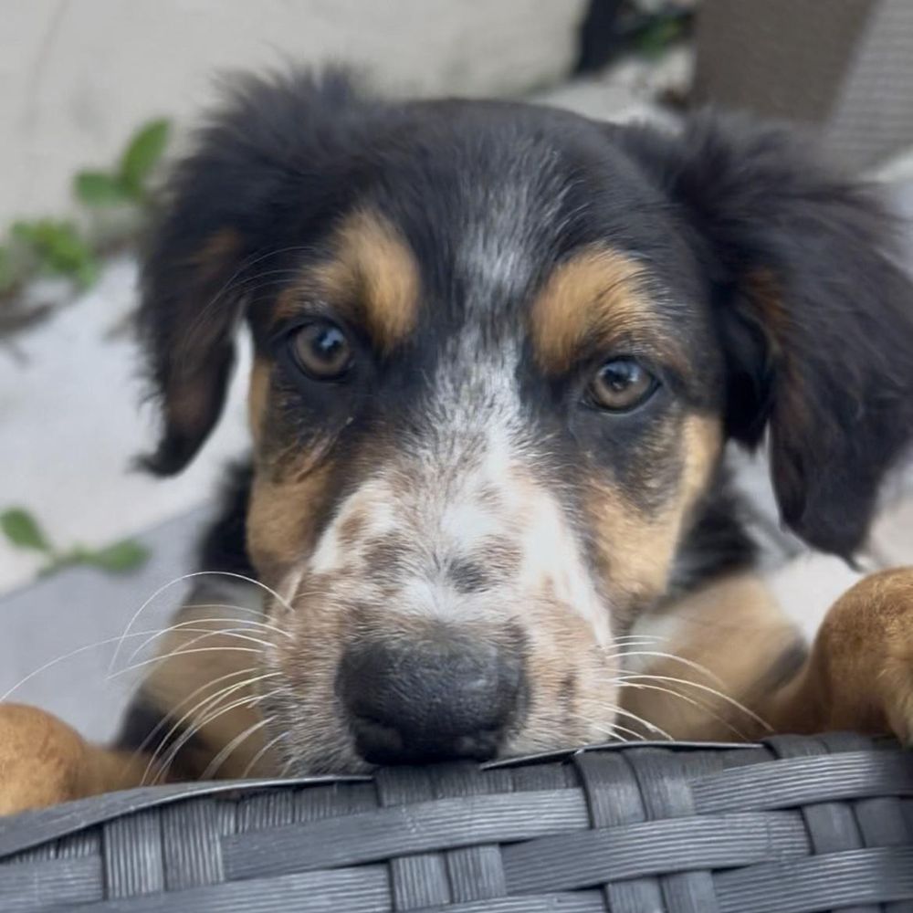 Freckles is a Young Australian Shepherd mix described as: Affectionate, Gentle, Playful and Friendly