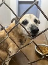 Arlo is a Senior Terrier mix described as: Independent, Quiet and Couch