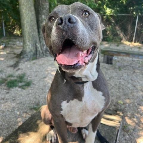 Mowgli is a Adult Pit Bull Terrier  described as: Affectionate, Friendly, Loyal, Sweet and Loves