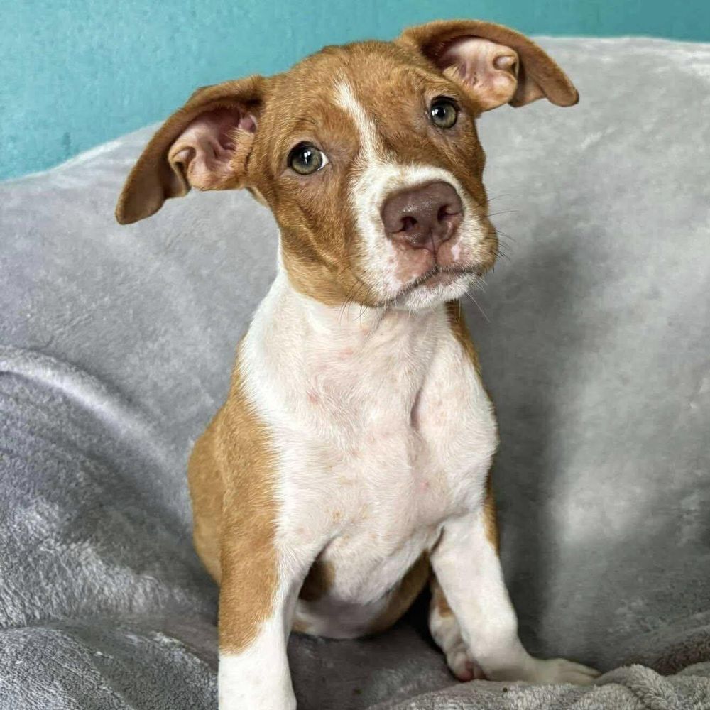 Cinnamon is a Baby Pit Bull Terrier mix described as: Affectionate, Athletic, Brave, Couch, Curious, Dignified, Friendly, Funny, Gentle, Loves, Loyal, Playful, Quiet and Smart
